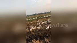 Thousands of ducklings walk across fields in Vietnam