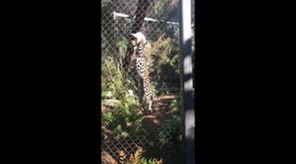 Amur leopard leaps across enclosure to gorge on hanging meat