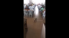 Malaysia stall owner feeds hungry stray dog with a full portion of takeaway chicken rice every day