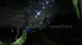 snake community in evacuation fields of