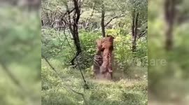 Dramatic moment two tigers clash to win lady-love in northwestern India
