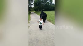 Chinese boy 'walks' father dressed up in gorilla costume