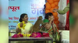 Cheeky monkey gatecrashes poetry conference in northern India to attack guest