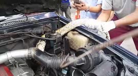Thai rescuers free 12ft long python trapped in vehicle engine