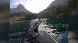 Meet the curious Canadian cat who hikes, bikes, paddleboards and even goes skiing with his devoted owner