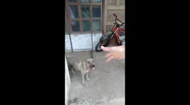 Mother dog takes snacks to puppies instead of eating
