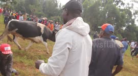 A fan almost gets knocked down by a bull