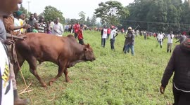 Bull fight