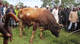 Bull fight in Kakamega