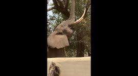 In Zambia, bull elephant chomps on leaves just feet away from tourist