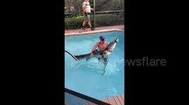 'Oh, now he's mad!': Florida man carries nearly nine-foot alligator like baby after wrestling it in family pool