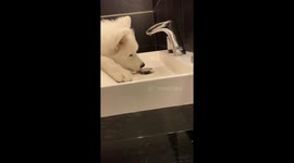 Dog turns on - and drink - water in bathroom