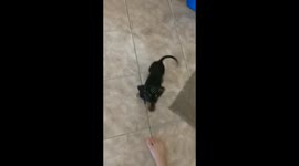 Learning an cute small Dachshund puppy tricks