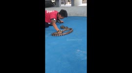 Fearless snake catcher in Thailand picks up reptiles in his mouth by biting their head