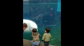 Friendly beluga whale filmed spraying little kids at US aquarium
