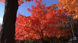 Peak spectacular fall colours this weekend north of and inToronto Canada and the weather will be nice sunny and mild