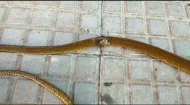 Rescuer finds rat snake with a ring around its body