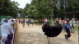 Hilarious footage of ostrich and schoolkids racing at a farm in Malaysia