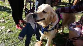 Remainer dog bites Boris Johnson at People's Vote march