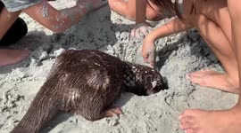 Otterly adorable! Rescued otter helps children dig hole on beach