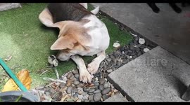 Dog becomes best friends with orphaned chick