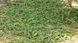 Thousands of baby iguanas form a sea of green