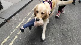 Evie The Protest Dog With Boris Johnson
