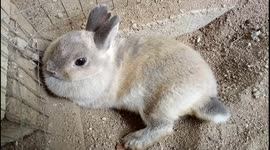Adorable rabbit lying on soils