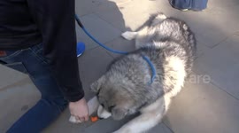 Two Alaskan Malamutes enjoy carrots and belly rubs outside the Supreme Court with People's Vote March in full swing in Parliament Square