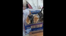 Kitties galore how many do you see