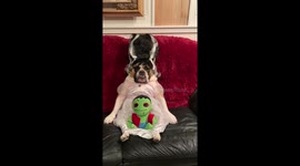 When your dog is a Bride of Frankenstein fan.