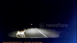 Car vs Deer caught on dashcam