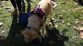 Evie The Protest Dog Biting her Boris Johnson Doll At The Peoples March In London