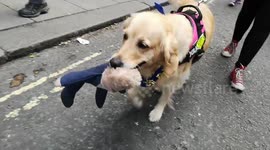 Evie The Protest Dog Biting her Boris Johnson Toy As She Takes Part In The Peoples Vote March