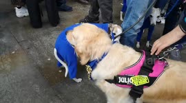 Dogs Take Part In The Peoples Vote March