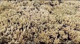 Coral Bleaching Occurs in Indonesia's Marine Tourism Region