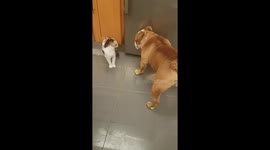 Cat and Dog Playing and Having Funny Reactions with Each Other