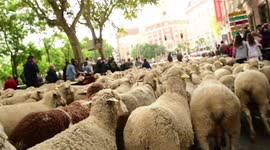 Thousands of sheep march through streets of Madrid for Transhumance festival
