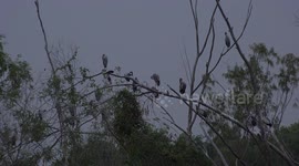 Angry storks fighting over roosting space in a tree before sleeping.