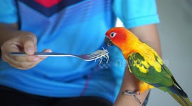 A cute parrot eating noodles.