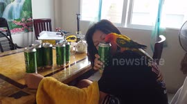 A cute parrot drinking beer.