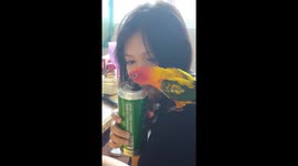 A cute parrot drinking beer