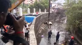Calf rescued from sewer drain using crane in central India