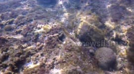 Closeup footage of a swarm of box jellyfish, the world's most venomous sea creature