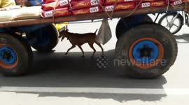 Ingenious dog avoids heat by walking under a moving cart in southern India