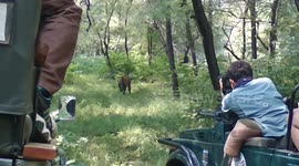 Love-struck tigers battle it out to win affections of female in Indian national park