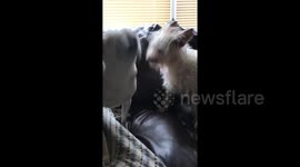 Dogs sneezing in sync twice