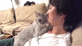 Clingy cat rubs against owner's chest and face
