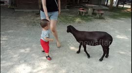Adorable Toddler is Terrified of Black Sheep