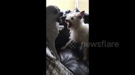 Owner captures the hilarious moment his two dogs sneeze at the same time twice